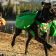 Ruffwear’s Approach Pack features two saddlebags attached to an adjustable harness, allowing your dog to carry his own food, water, and yes, poop bags. Just make sure not to load your pup up with more than 25% of his body weight.